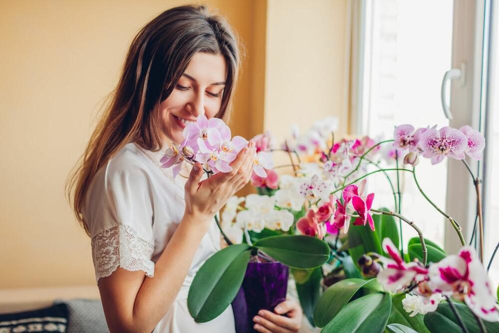 Kako se čuvaju orhideje?