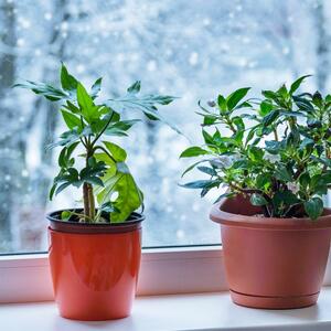 Kako da kućne biljke prežive iznenadni pad temperature? 4 trika koji će ih spasiti i sprečiti da uvenu