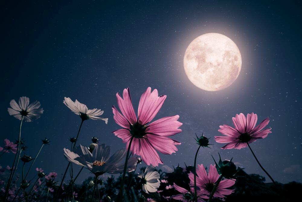 Pun mesec, Ružičasti pun mesec