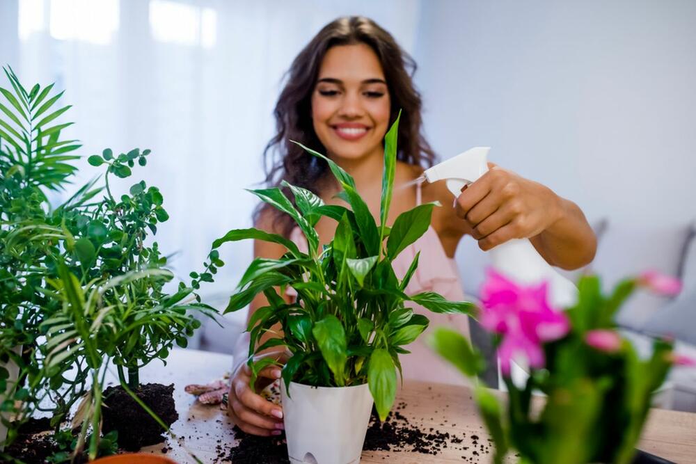 Sobne biljke su najbolji prirodni prečišćivači vazduha