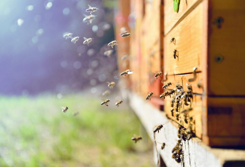 Vazduh iz pčelinje košnice je lekovit 