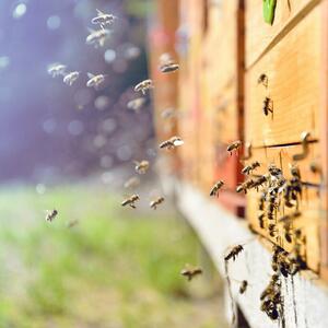 Da li ste znali da je vazduh iz pčelinje košnice lekovit? Povoljno utiče na ove ZDRAVSTVENE PROBLEME