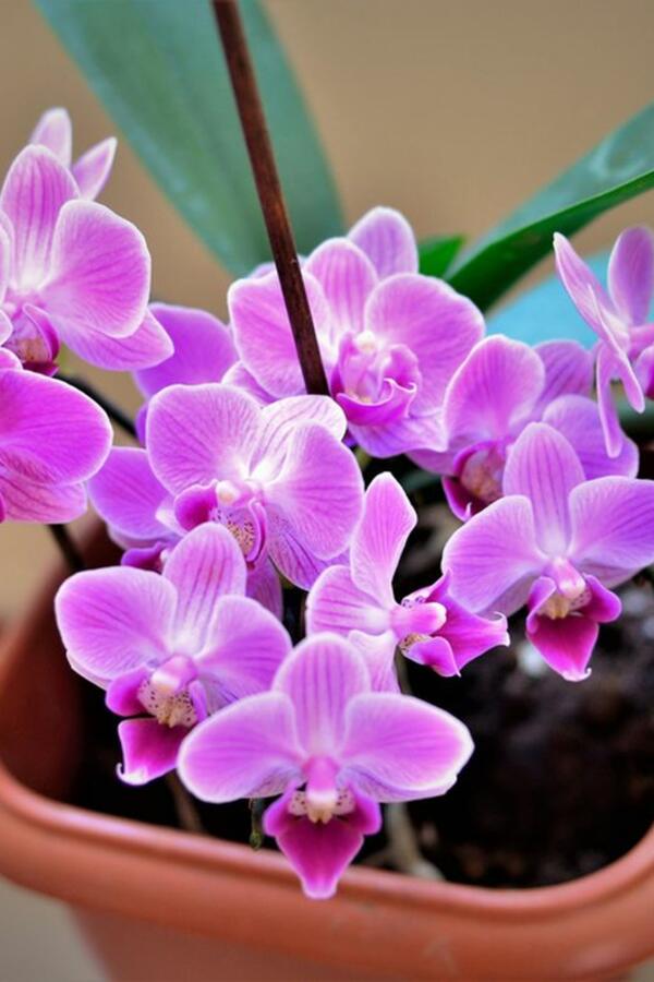 Izneti orhideju na terasu ili ne? Ako pratite ove savete, slobodno je osunčajte i pohvalite se njenom lepotom komšiluku