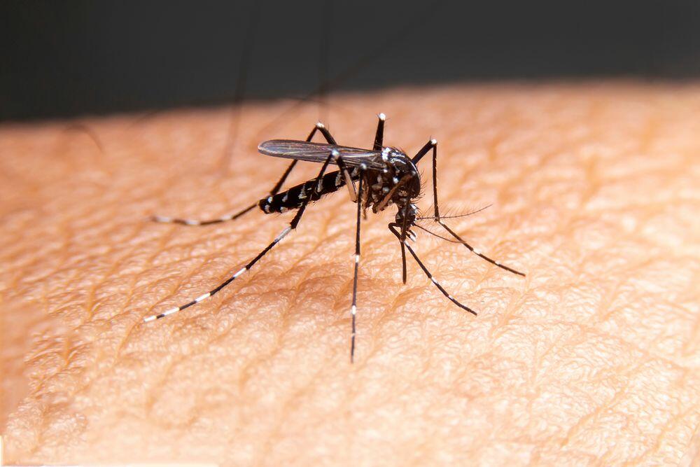 Tigrasti komarci prenose groznicu Zapadnog Nila