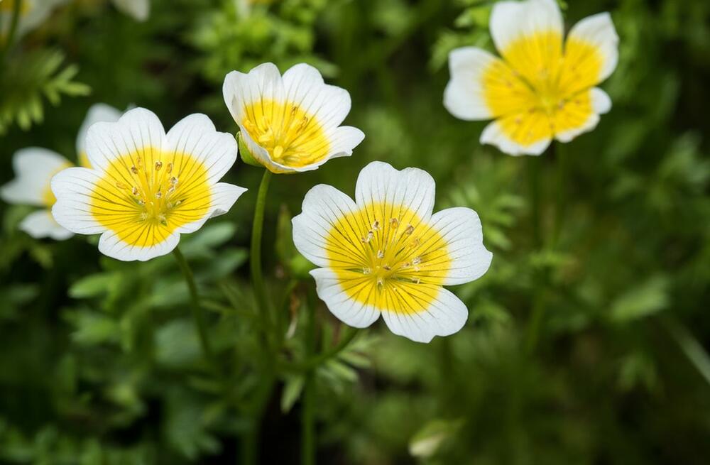 Cvet jaje na oko (Limnanthes douglasii)