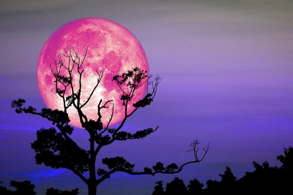 Stiže nam pun ružičasti mesec