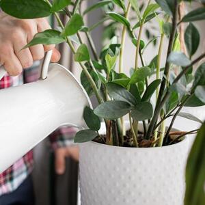 Rešenje je jednostavno, a posebno će vam biti zahvalne orhideje: Trik koji će spasiti biljke od prekomernog zalivanja