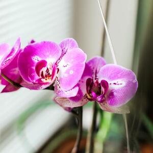Kako da vaša orhideja ponovo cveta i buja? Trik sa jednim napitkom uvek uspeva