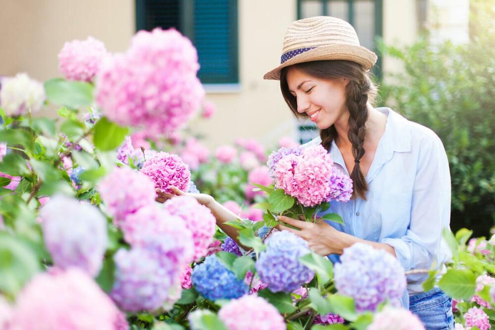Hortenzije spadaju u omiljeno letnje cveće