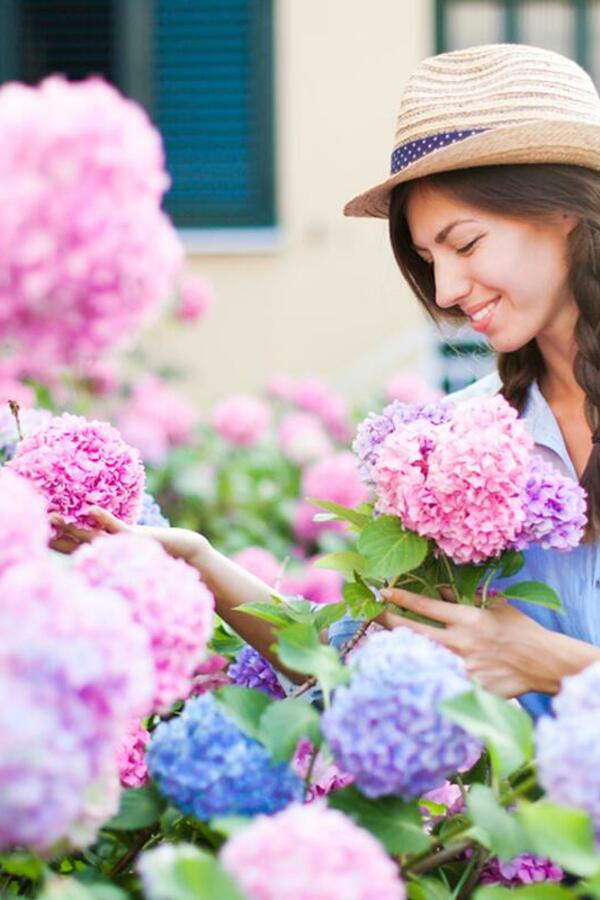 Kako se pravilno orezuju hortenzije? Ako napravite grešku, oprostite se od bujnih cvetova