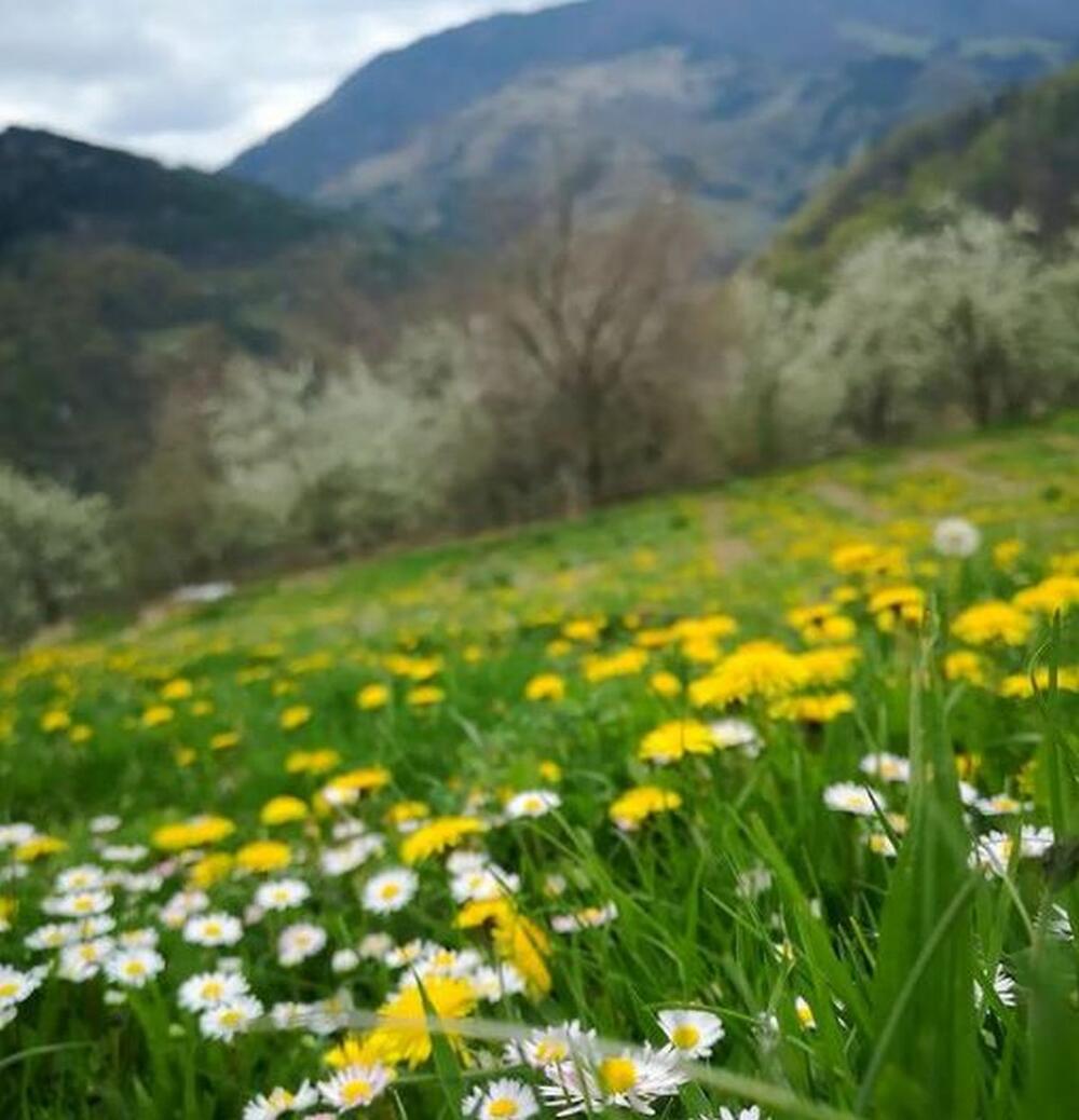 Livada pored vikendice Stefana i Danijele Buzurović na Goliji