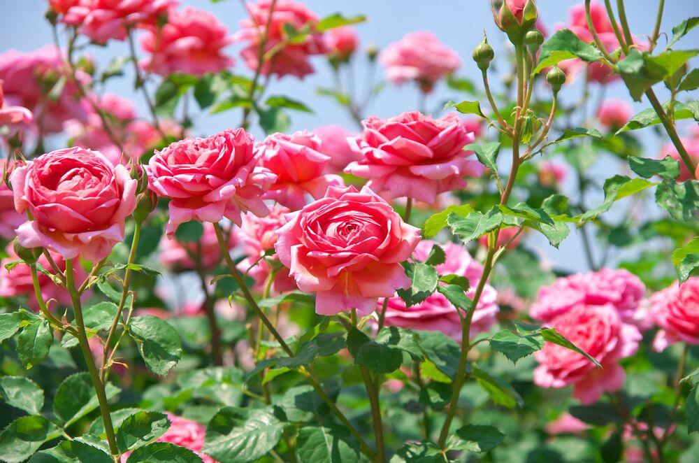 Ruža je jedan od cvetova koji se vezuju za praznik Cveti