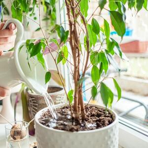 Kako znati da li (i koliko) zaliti kućne biljke? 5 jednostavnih načina da otkrijete kada treba sipati vodu u zemlju