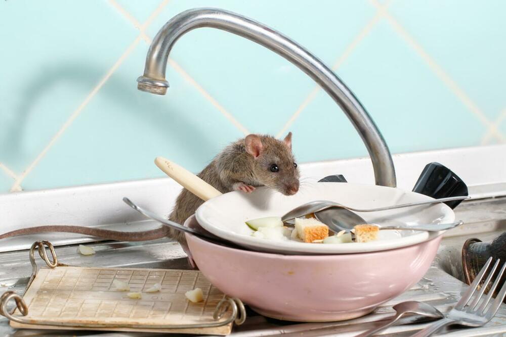 9 načina da se oterate miševe iz svog doma 