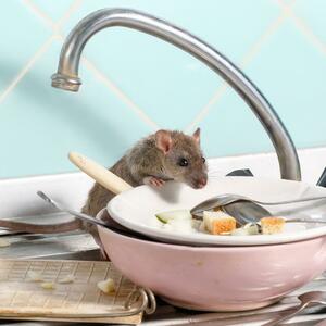 Kako da se rešite miševa u svom domu? 9 načina da ih oterate zauvek + recepti za rastvore koje NE PODNOSE