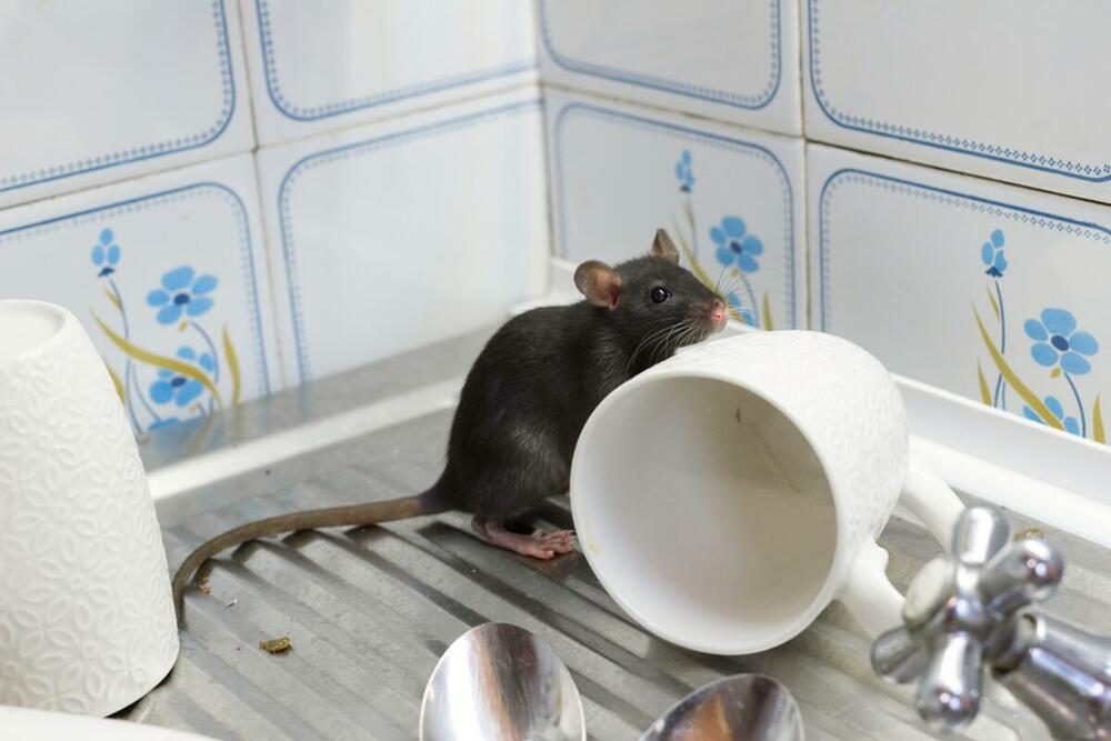 Kako se rešiti miševa u kući?
