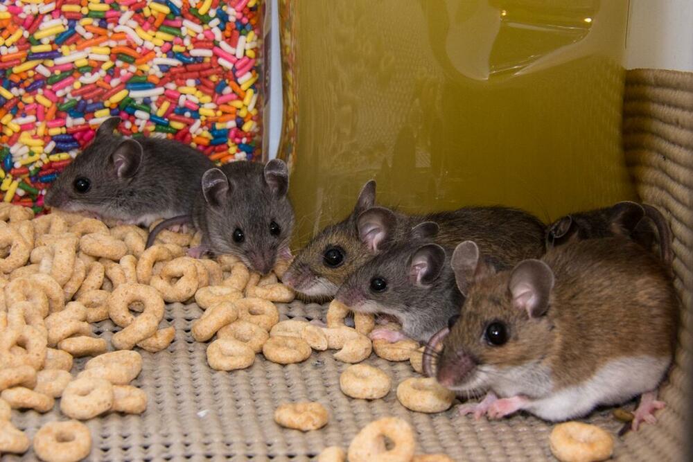 Uklonite hranu da se miševi ne bi skupljali 