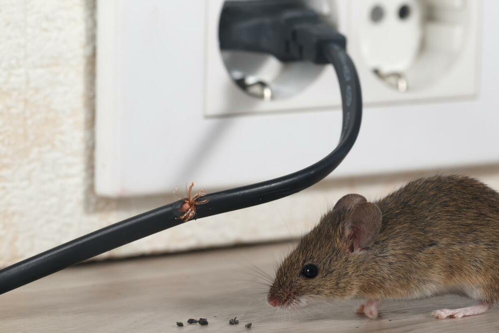 Poprskajte mesta gde idu miševi sprejevima čiji miris ne vole 
