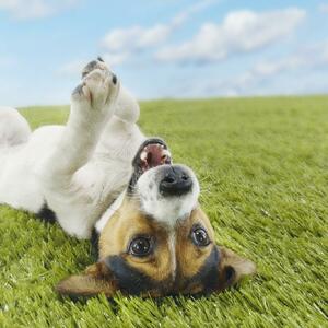 Srećan i zdrav pas: Vodite brigu o vašem ljubimcu kroz igru na jednostavan način!