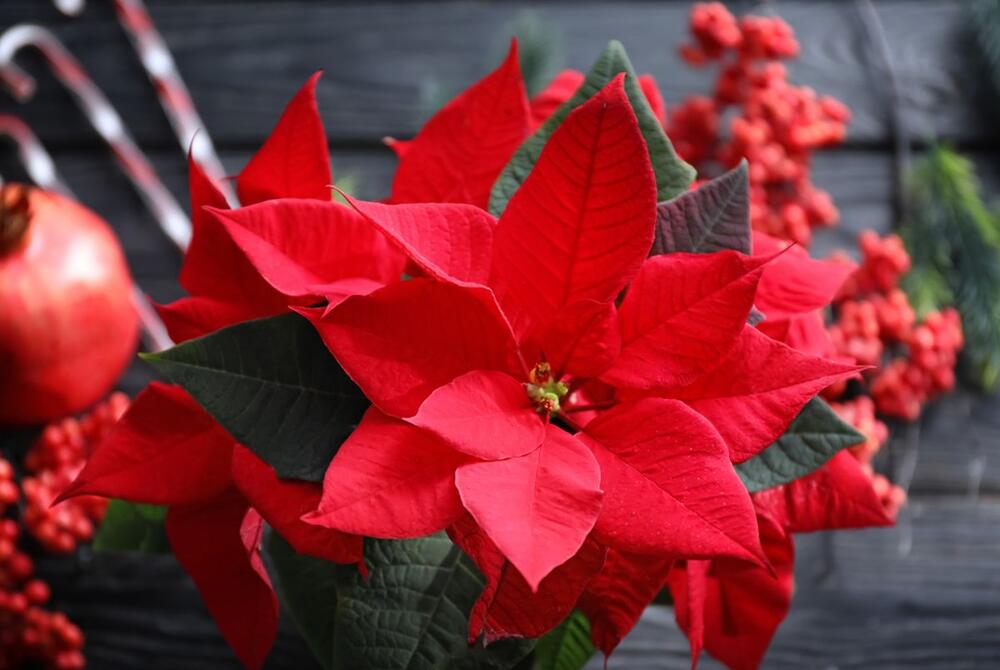 Božićna zvezda (lat. Euphorbia pulcherrima) daruje se u decembru