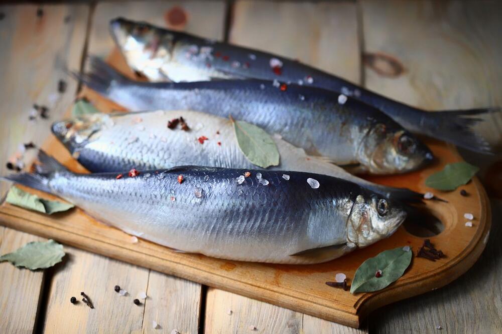 Haringa je najpopularnija riba na severu Evrope