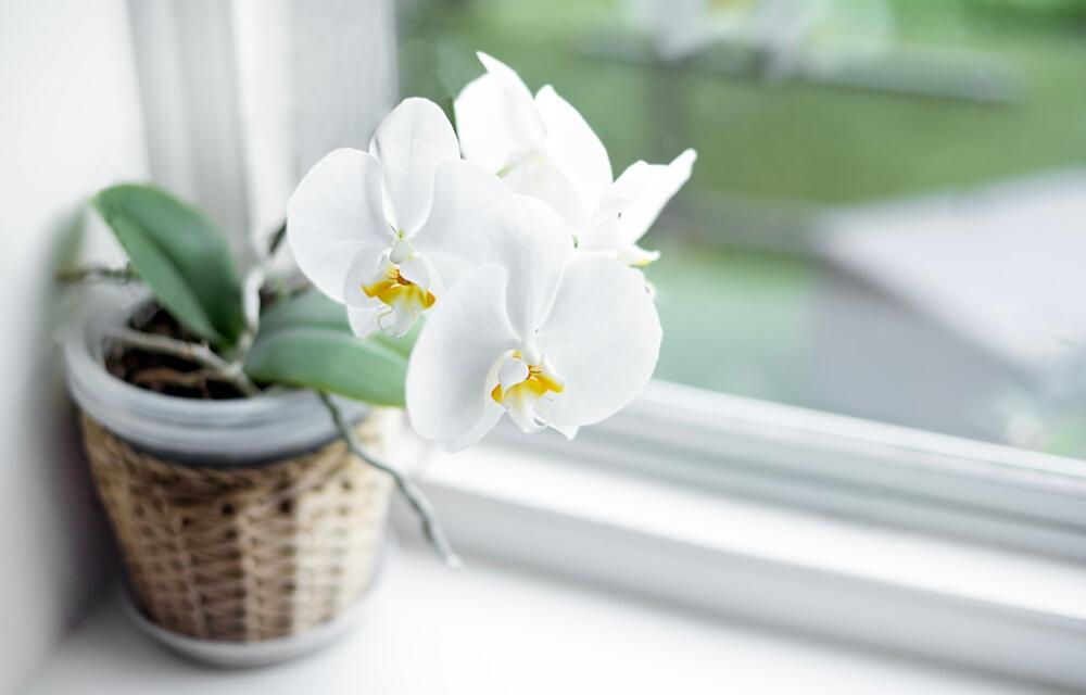 Cvet bele orhideje na prozorskom simsu