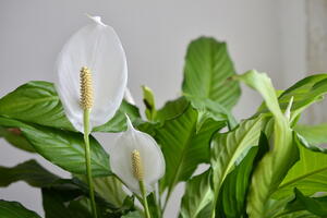 Zovu je ŽENSKOM SREĆOM, ulepšaće svaki dom: Saveti za negu jedne od najlepših biljaka s belim cvetovima