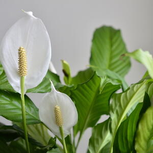 Zovu je ŽENSKOM SREĆOM, ulepšaće svaki dom: Saveti za negu jedne od najlepših biljaka s belim cvetovima