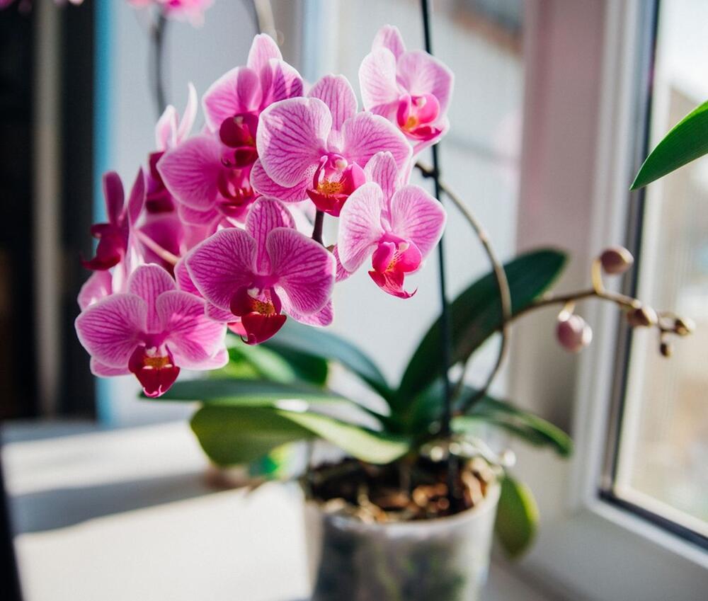 Orhideja je jedan od najlepših ukrasa svakog doma
