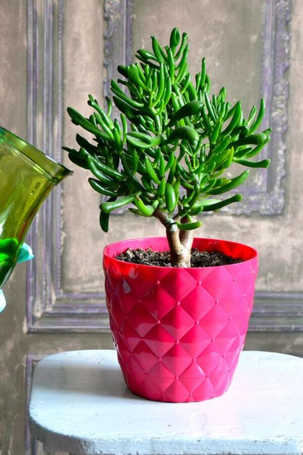 Koliko često i kako pravilno zalivati drvo novca? Saveti stručnjaka za negu predivne biljke