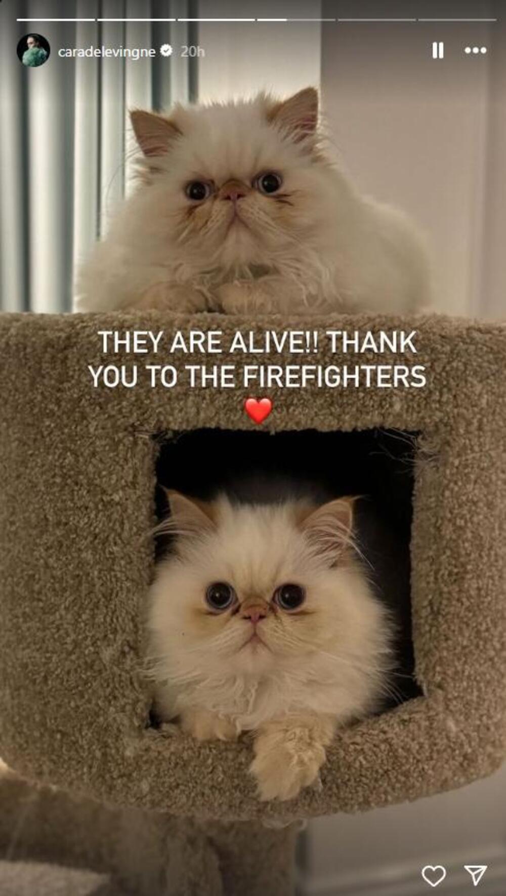 Mačke Kare Delevinj preživele su strašan požar zahvaljujući vatrogascima