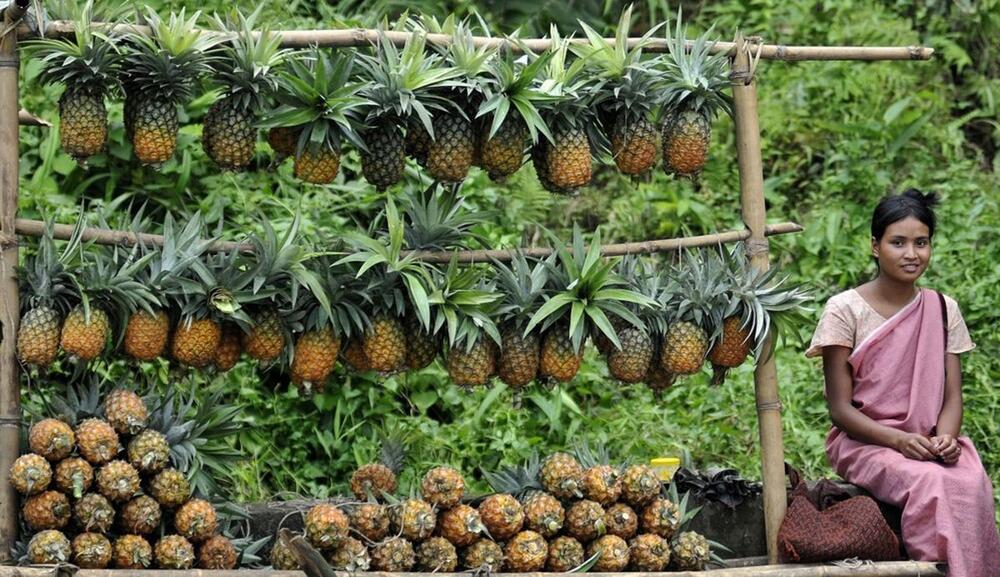 Ananas je popularan na svim meridijanima