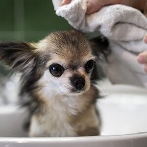 Kupanje ljubimaca: Kako da to uradite za 5 min i da ne bude stresno ni za vas ni za psa