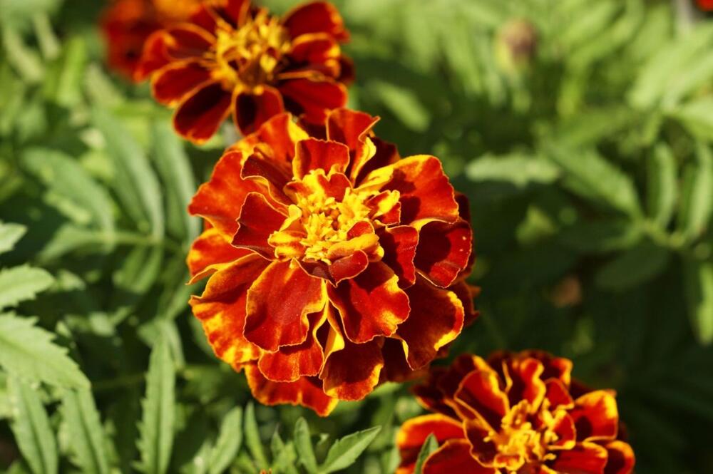 Takozvana NISKA KADIFA (lat. Tagetes patula)