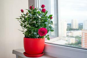 Potrebni su vam – 1 KROMPIR & cvet: Trik za uzgajanje RUŽA U SAKSIJI koji morate da probate ovog proleća