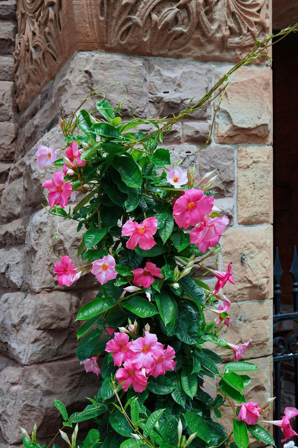 Najbolje cveće za terasu - Dipladenija (Mandevila)