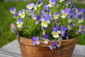 DAN-NOĆ je najzahvalnija biljka koju možete imati u svom vrtu: Kako se pravilno uzgaja omijeni cvet naših baka?