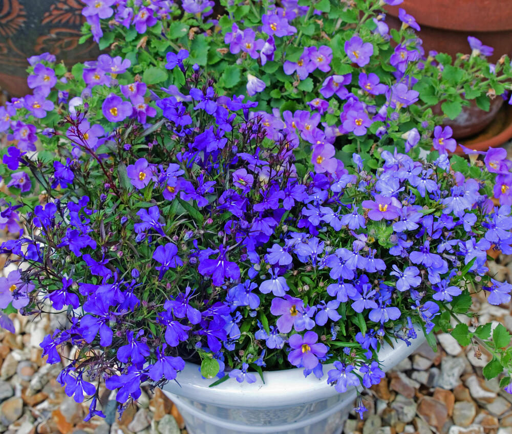 Plava žbunasta Lobelija - cveće za terasu