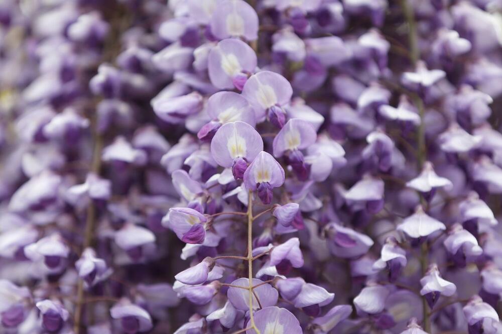 Glicinija
