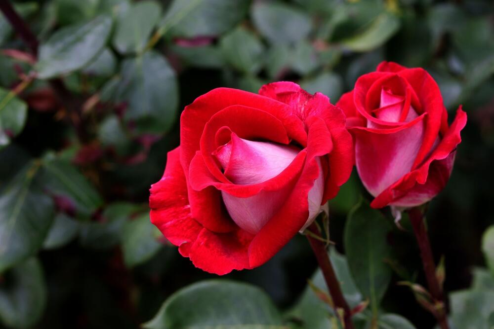 Redovno i pravilno održavanje ruža će im pomoći da cvetaju bujnije i duže