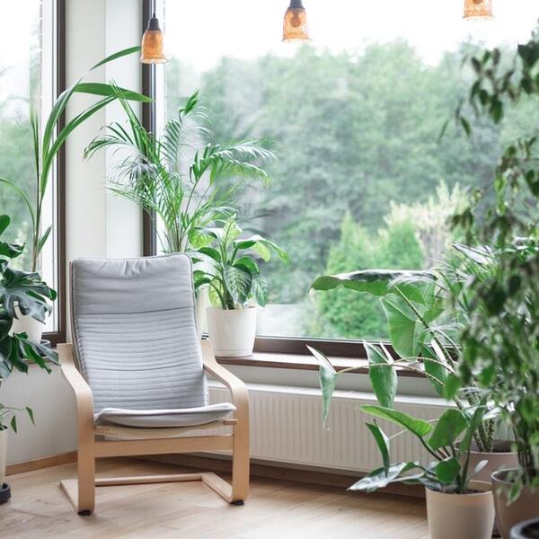 Sklonite ih iz doma pre Nove godine: Ove biljke donose besparicu, lošu sreću i neuspehe zato ih odmah iznesite napolje