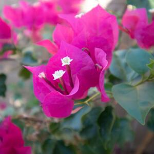 Svi će biti ljubomorni na vašu terasu: Ova biljka obožava sunce, raste do 3 metra, a cveta bujno i u predivnim bojama