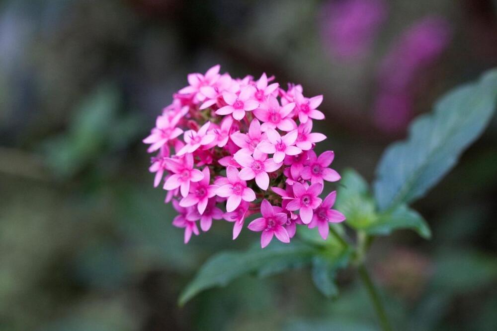 Egipatska zvezda (lat. Pentas lanceolata)