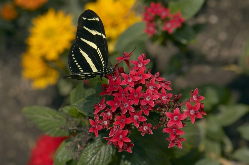 Egipatska zvezda (lat. Pentas lanceolata)