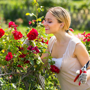 Kako da vam ruže cvetaju celo leto? Uz ovih 5 saveta komšiluk će vam zavideti na najlepšim bodljivkavim kraljicama
