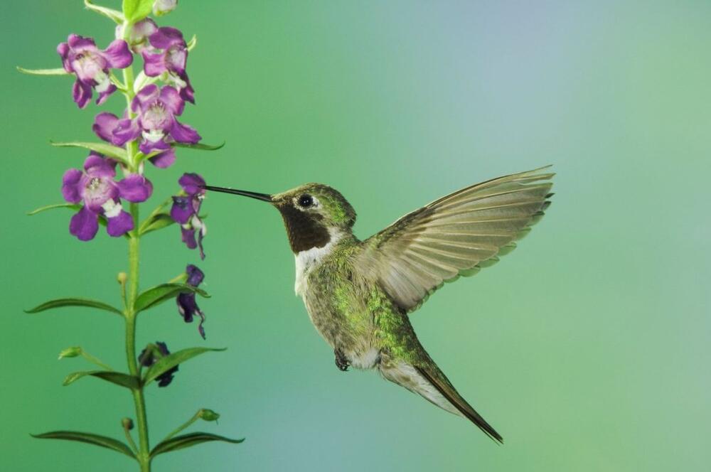 Kolibri pored cveta ljubičaste angelonije (lat. Angelonia angustifolia) u planinama Arizone 