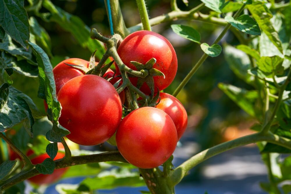 Baštovani su u jednoj grupi na Fejsbuku odali koje prirodno đubrivo koriste za paradajz