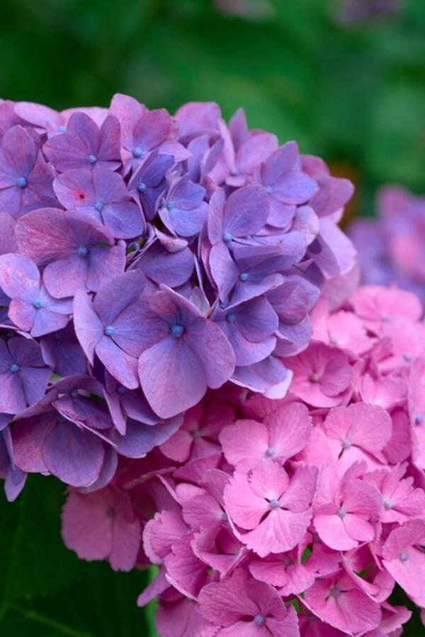 Da bi vam hortenzije cvetale bujno, u aprilu je jedna stvar obavezna: Posvetite im nekoliko minuta i izgledaće čudesno