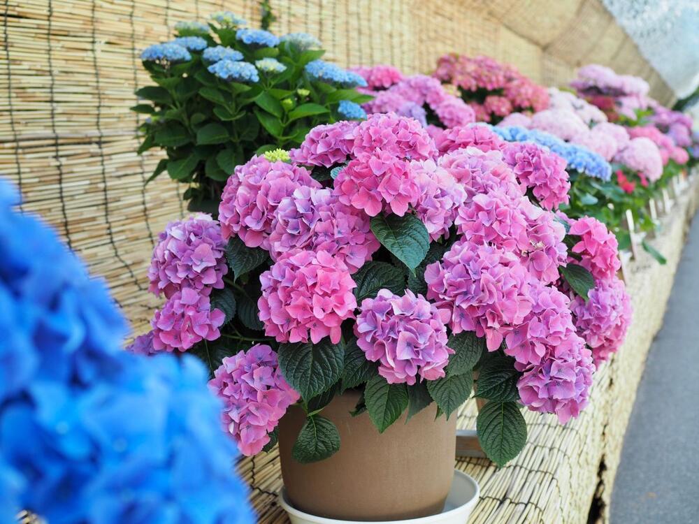 Hortenzije (lat. Hydrangea) spadaju u omiljeno baštensko cveće