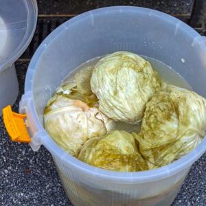 Ako se uhvati bela skrama morate da ga bacite? 3 najčešće greške zbog kojih se kiseli kupus brzo pokvari